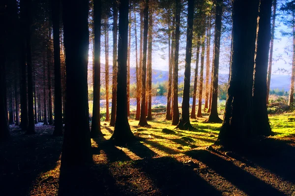 Naaldhout bos met zonlicht — Stockfoto