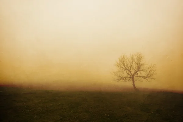 Винтажное одинокое дерево — стоковое фото