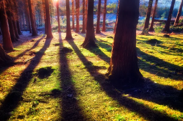 Bosque de coníferas con luz solar — Foto de Stock