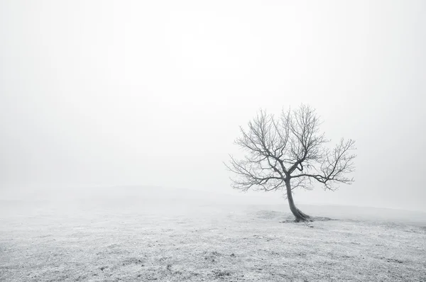 Nua árvore solitária em preto e branco — Fotografia de Stock