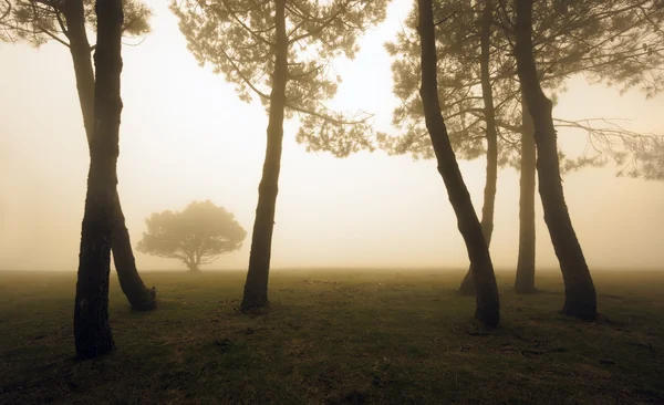 Arbres le matin — Photo