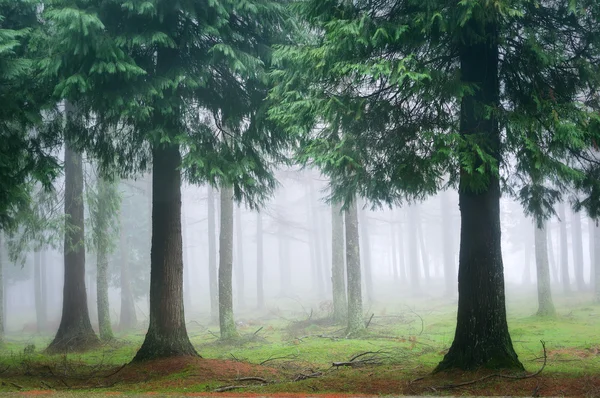 Cipreste floresta com nevoeiro — Fotografia de Stock