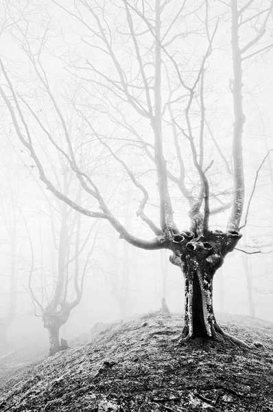 Zauberwald mit Nebel in Schwarz-Weiß — Stockfoto