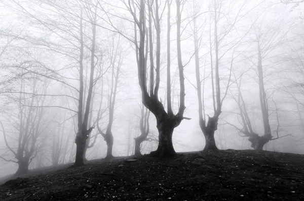 Forêt avec des arbres effrayants — Photo