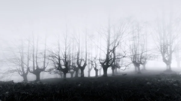 Scary forest — Stock Photo, Image