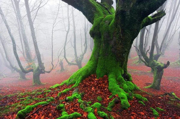 Fundo da floresta — Fotografia de Stock