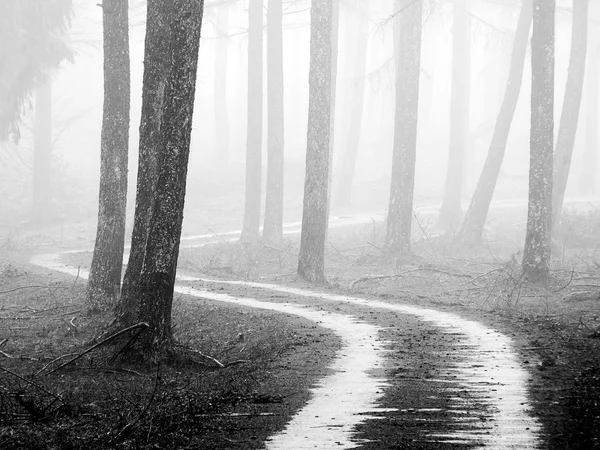 Pfad im nebligen Wald — Stockfoto