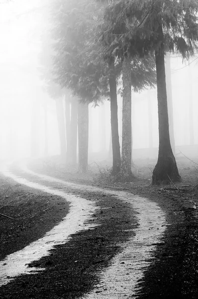 迷雾森林中的路径 — 图库照片