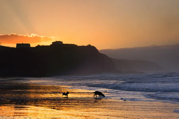 Psy gry i działa na plaży o zachodzie słońca — Zdjęcie stockowe