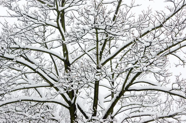Clouseup of snowy tree branches — Stock Photo, Image