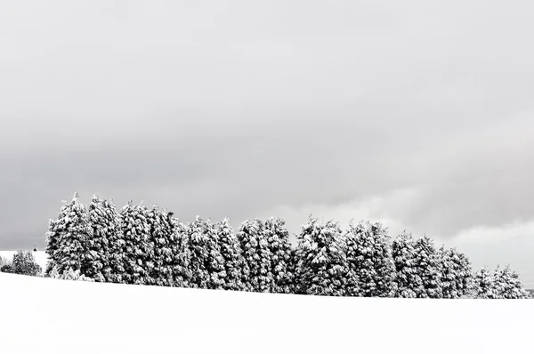 雪に覆われた松の木と冬の風景 — ストック写真