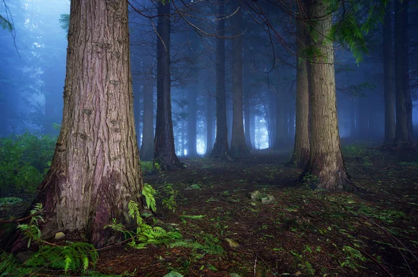 Mörk skog — Stockfoto