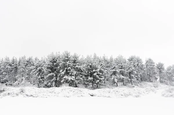 Paisagem de inverno com árvores nevadas — Fotografia de Stock