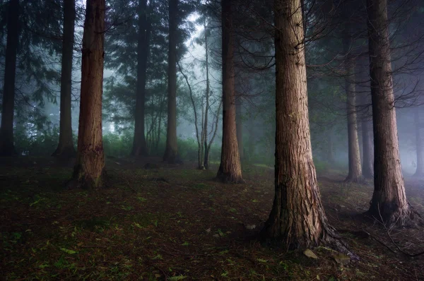 어둠의 숲 — 스톡 사진