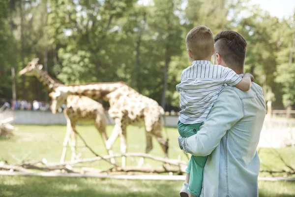 Looking on family of giraffes at the zoo