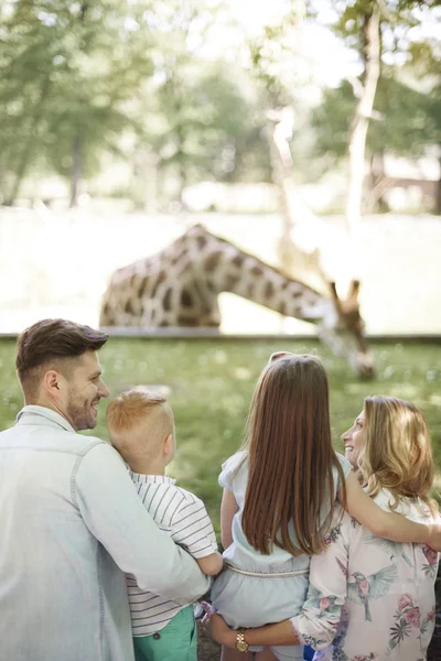 Family watching how giraffe eating a grass — Stock Photo, Image