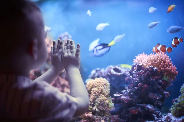 Mały chłopiec w akwarium — Zdjęcie stockowe