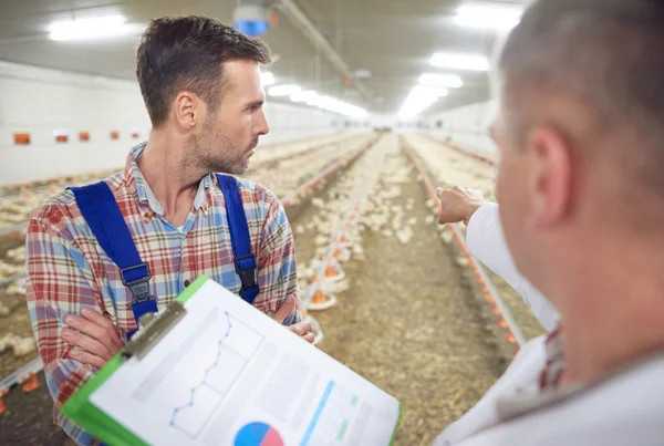 Veterinario che controlla l'allevamento di polli — Foto Stock