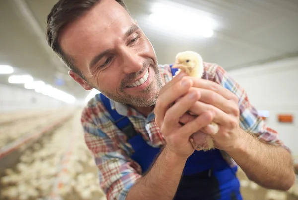 Giovane agricoltore che alleva pollo piccolo — Foto Stock