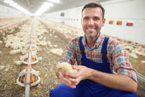 เกษตรกรแสดงไก่ตัวเล็กในฟาร์ม — ภาพถ่ายสต็อก