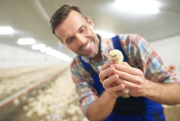 Farmer holding small chicken in the farm — Stock Photo, Image