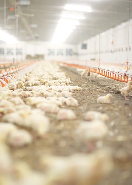 กลุ่มไก่ในฟาร์ม — ภาพถ่ายสต็อก
