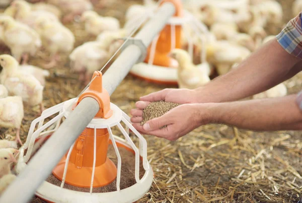 Hands adding some pasture to the feeder — Stock Photo, Image