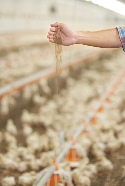 Pollo de alimentación humana —  Fotos de Stock