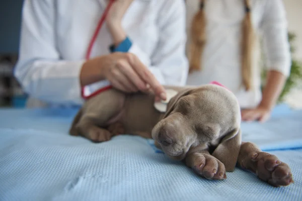 At animal hosprtal, vet clinic — Stock Photo, Image