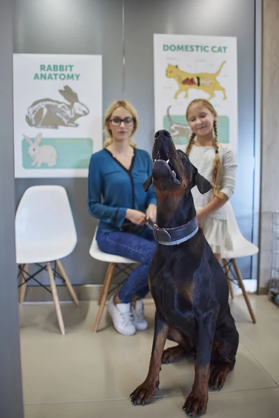 Veterinár pomoc dívka v klinice — Stock fotografie