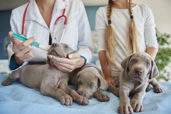 Em animal hosprtal, clínica veterinária — Fotografia de Stock