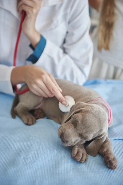 Em animal hosprtal, clínica veterinária — Fotografia de Stock