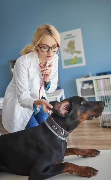 Mädchen hilft Tierärztin in Klinik — Stockfoto