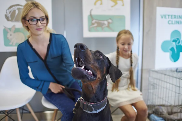 Flicka hjälpande veterinar i klinik — Stockfoto