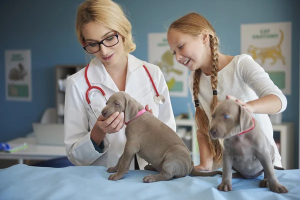 Mädchen hilft Tierärztin in Klinik — Stockfoto