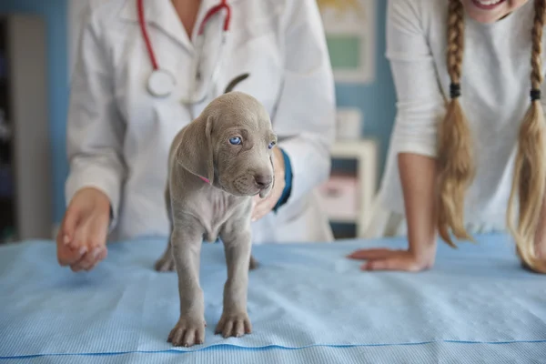 Em animal hosprtal, clínica veterinária — Fotografia de Stock