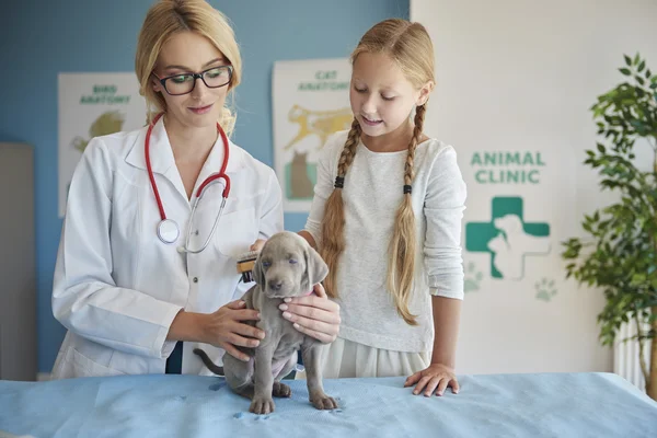 Flicka hjälpande veterinar i klinik — Stockfoto