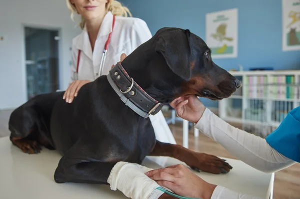 Veterinerler köpek incelemek — Stok fotoğraf