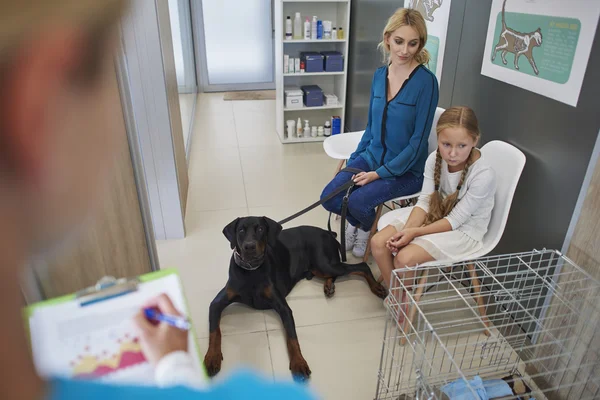 Lány segítő veterinar klinikán — Stock Fotó