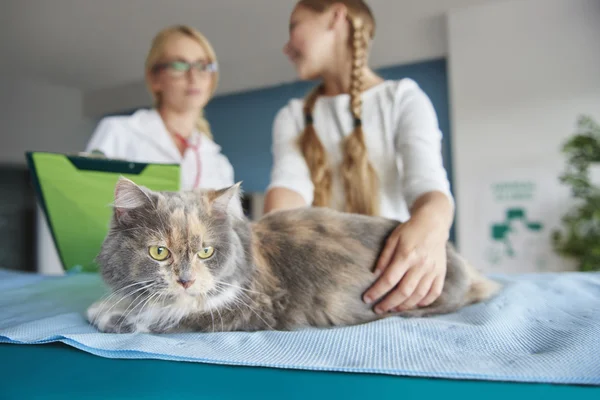 Menina ajudando veterinário na clínica — Fotografia de Stock