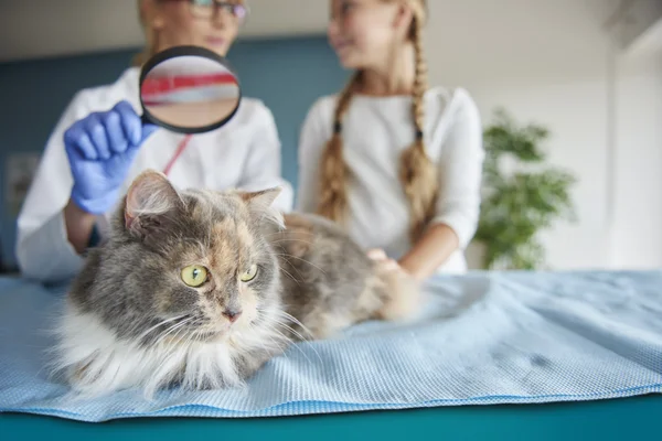 Mädchen hilft Tierärztin in Klinik — Stockfoto