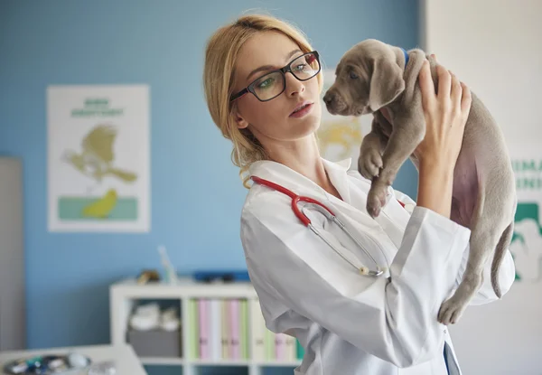 Veterinär undersöka hunden — Stockfoto