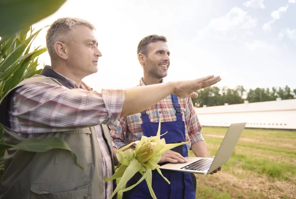 Granjeros hablando de su campo de maíz —  Fotos de Stock