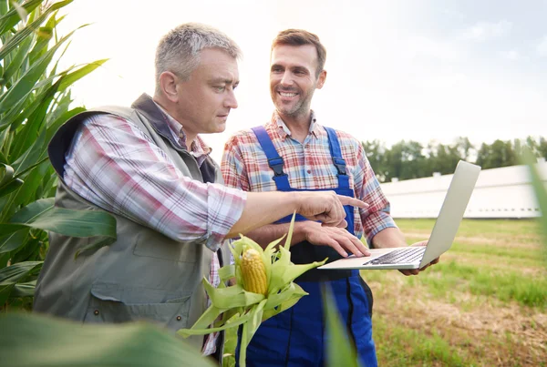 Planta de cultivo examinada por dois agricultores — Fotografia de Stock