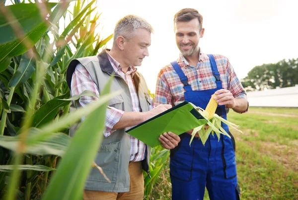 Jordbrukare som kontrollera kvaliteten på majs växt — Stockfoto