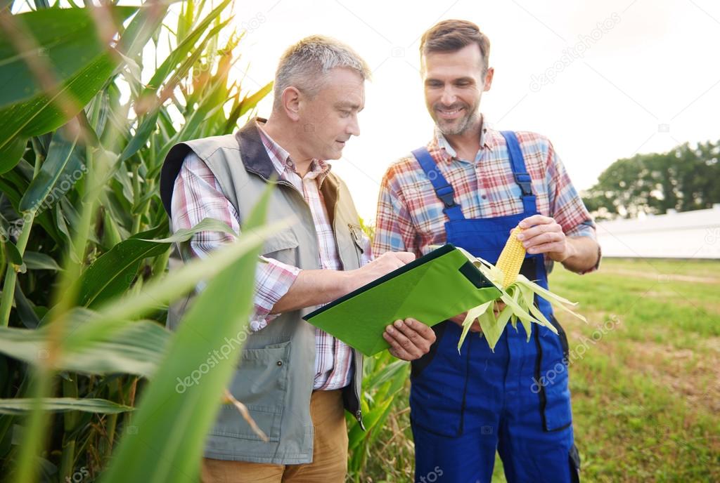 farmers Checking the quality of corn plant
