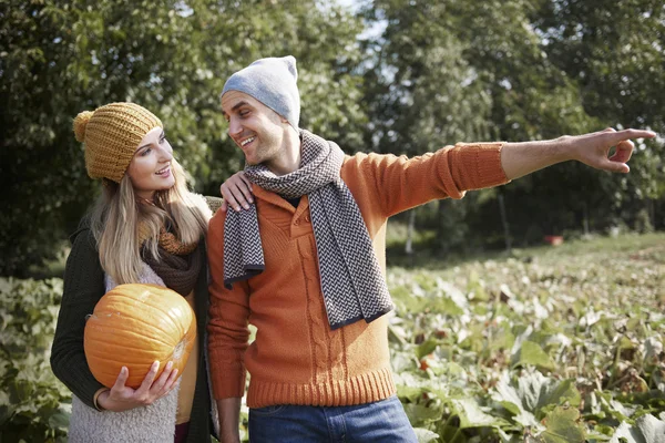 Pareja pasar tiempo en el campo de calabaza —  Fotos de Stock