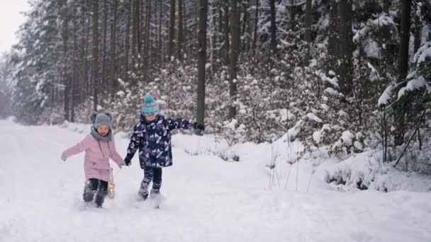 兄弟姐妹们在冬天的森林里拉雪橇的录像 用8K的红色氦相机拍摄 — 图库视频影像