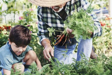 Dedenle çocuk sebze tarlasından havuç topluyor.