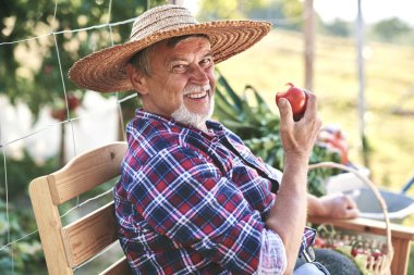 Yaşlı adamın portresi oturmuş olgun domatesleri yiyor.                               